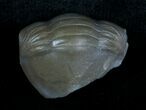 Enrolled Isotelus Trilobite From Ontario #6041-3